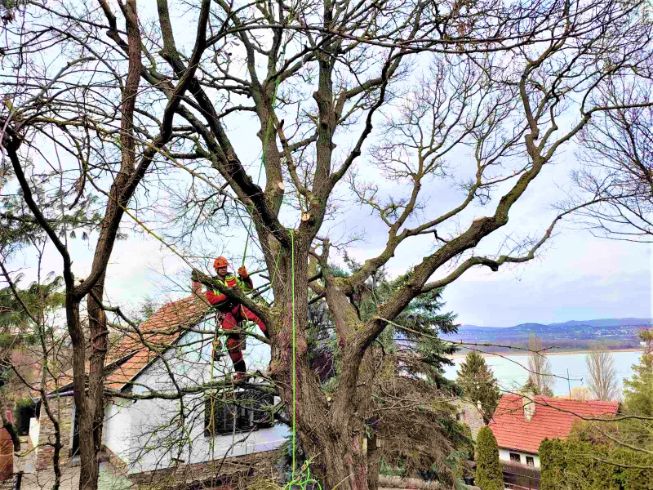 fakivágás alpintechnikával Kővágóörs, fakivagas alpintechnikaval kovagoors