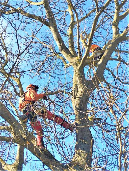 fakivágás alpintechnikával Kővágóörs, fakivagas alpintechnikaval kovagoors