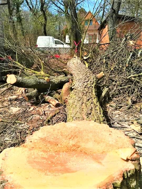 fakidöntés Kővágóörs, fakidontes kovagoors